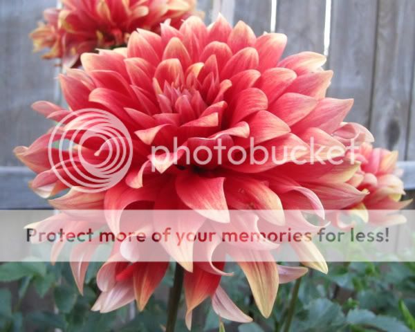 Dahlia - Hot Tomale
